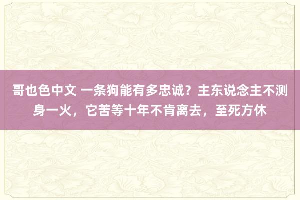 哥也色中文 一条狗能有多忠诚？主东说念主不测身一火，它苦等十年不肯离去，至死方休