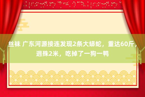 丝袜 广东河源接连发现2条大蟒蛇，重达60斤，迥殊2米，吃掉了一狗一鸭