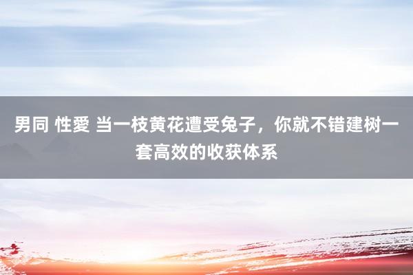 男同 性愛 当一枝黄花遭受兔子，你就不错建树一套高效的收获体系